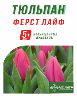 Тюльпан Луковица, Ферст Лайф, 5+шт