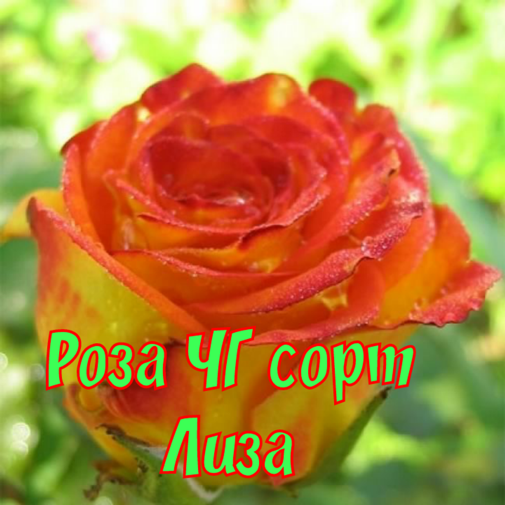 Роза чайно-гибридная Лиза