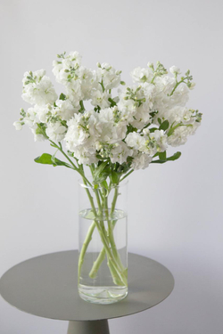Монобукет Маттиола кустовая White