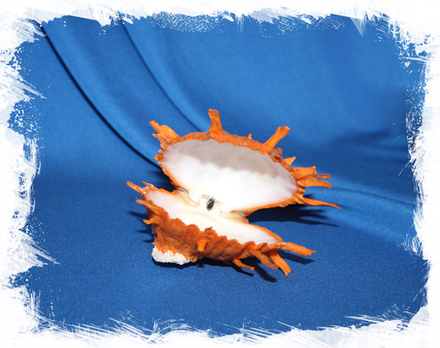 Оранжевый китайский спондилус (Spondylus sinensis)