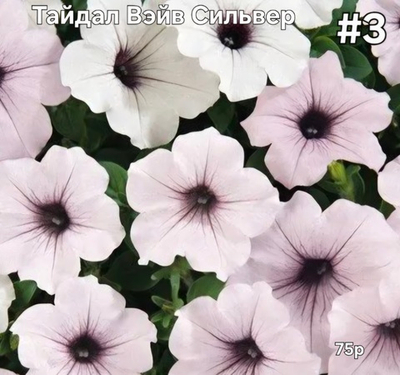 РАССАДА ПЕТУНИИ ТАЙДАЛ ВЭЙВ СИЛЬВЕР № 3