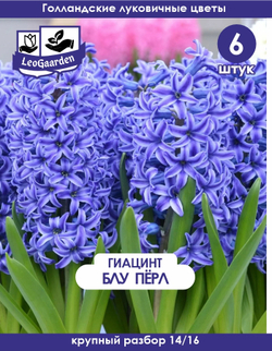 Луковицы цветов гиацинт, Блу Перл, 6 шт