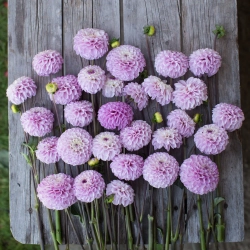 Георгин Genova (корень) Закупка М55 апрель 2026