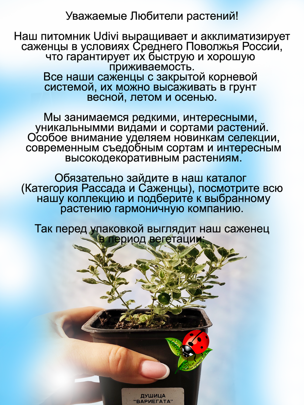 Душица Вариегата пестролистная орегано многолетняя