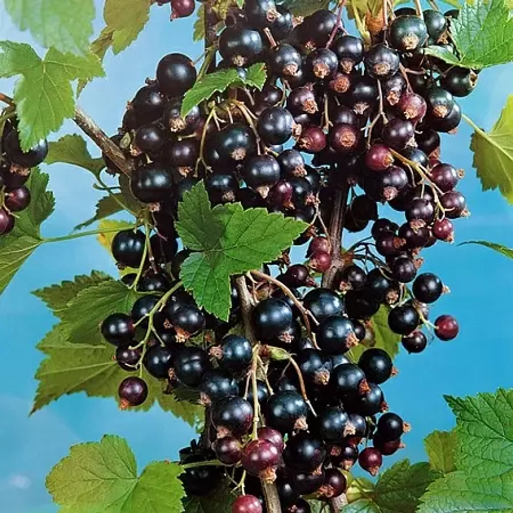 Смородина черная Кавалер