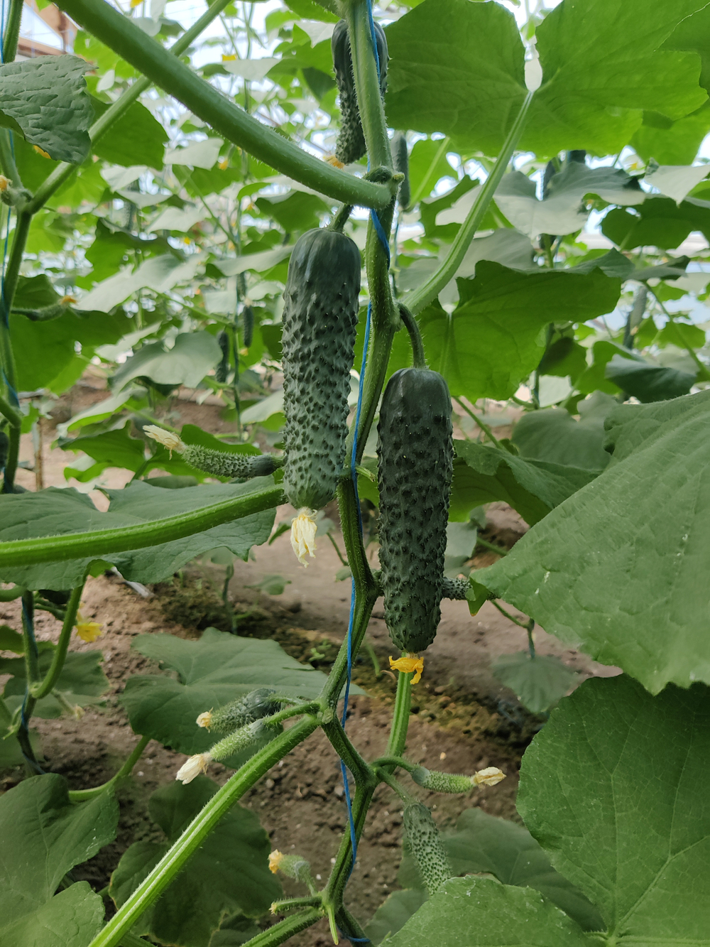 Кардинал F1 семена огурца партенокарпического ( Yuksel Tohum / )