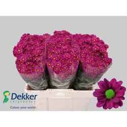 Madiba Jombe Purple (NL)