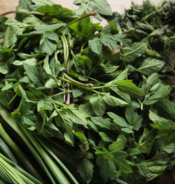 Сныть молодая