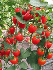 Пейнтбол F1 семена томата индетерминантного (Гавриш)