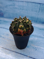 Gymnocalycium Variegata (Гимнокалициум Вариегатный)
