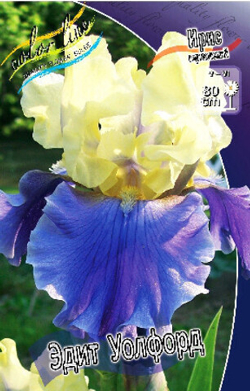 Ирис Германский Эдит Уолфорд