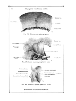 Анатомический атлас для студентов и врачей. Выпуск 2 | С. Толд