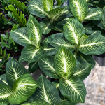 Диффенбахия BARAMEE SEDTHEE
