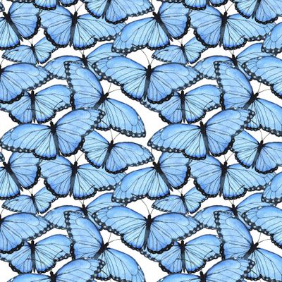 Голубые морфиды дизайн SIcolor