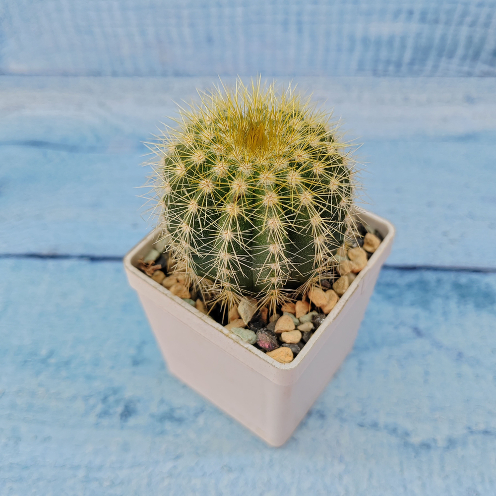Notocactus Warasii (Нотокактус)