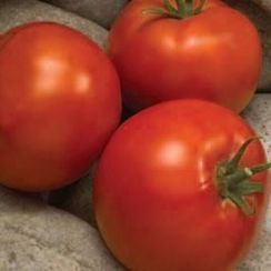 ЛИНДА F1 семена томата (Sakata | Alexagro)