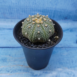 Astrophytum Asterias (Астрофитум)