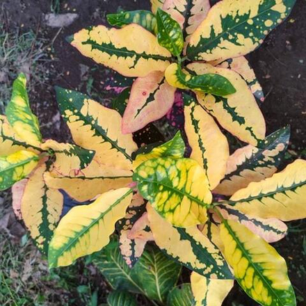 Кротон SEKAR JAGAT