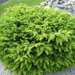 Ель обыкновенная Нидиформис (ком) 80-100