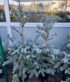 Ель колючая