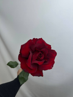 Букет французских роз