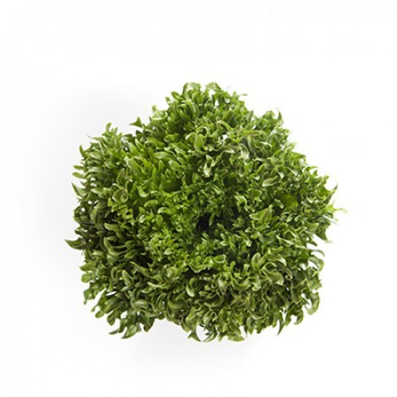 Дюнан семена салата айсберг (Rijk Zwaan / Райк Цваан) продукт – фото 3