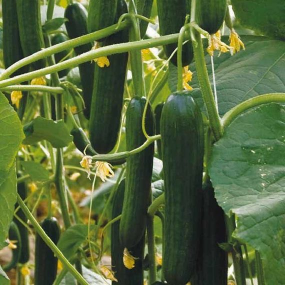 ИНФИНИТИ F1 семена огурца Nunhems цена