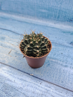 Gymnocalycium Friedrichii (Гимнокалициум)