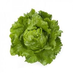 САНТАРИНАС семена салата (Rijk Zwaan | Alexagro)