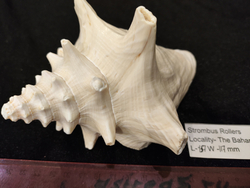 Стромбус Роллер