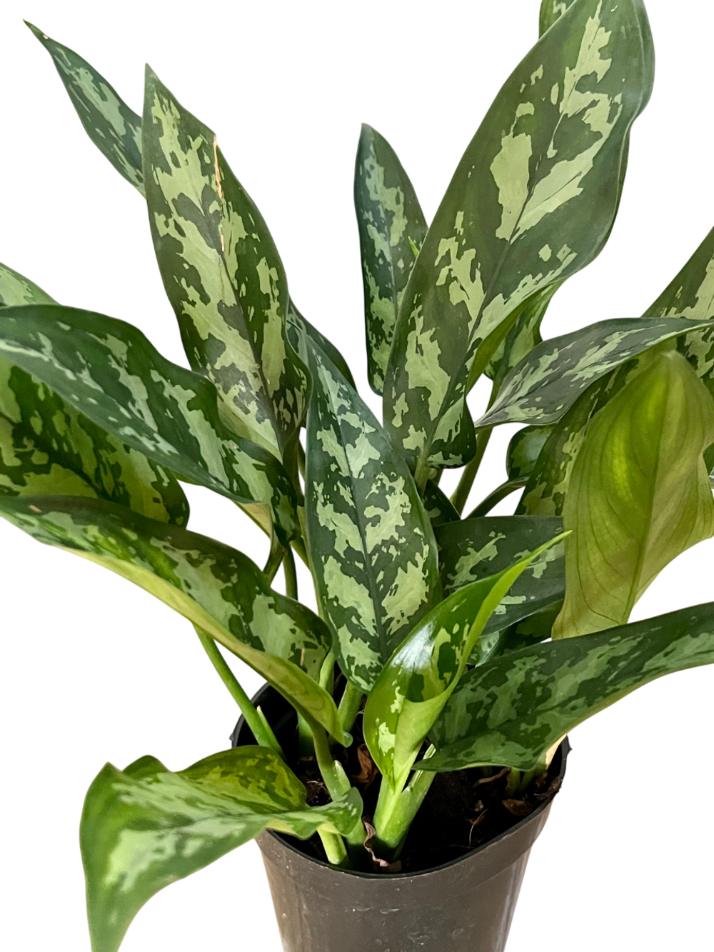 Диффенбахия Black beauty д.11