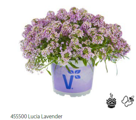 Лобулярия/Алиссум Lucia Lavender укорененный черенок ОКС конец ноября