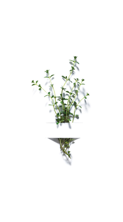 Garnier Bio Thyme - тоник-эссенция для лица /   150  ml  / GTIN 3600542196925