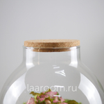 Флорариум эко-система Du-Bubble Фиттония