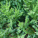 Можжевельник казацкий Там Ноу Блайт