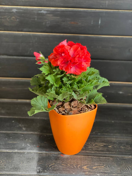 Пеларгония в оранжевом горшке