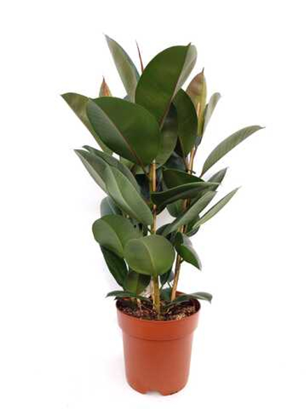 Фикус Эластика микс 3 РР