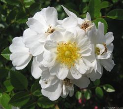 Ниагара Фоллс (Niagara Falls)