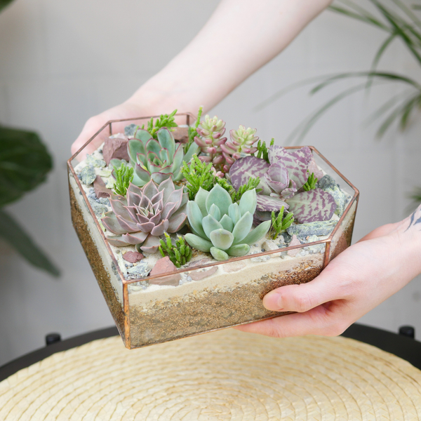 Готовый флорариум с суккулентами Сердце 20см органик