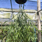 Хуперция H.NUMMULAIRIFOLIA MUT 6"