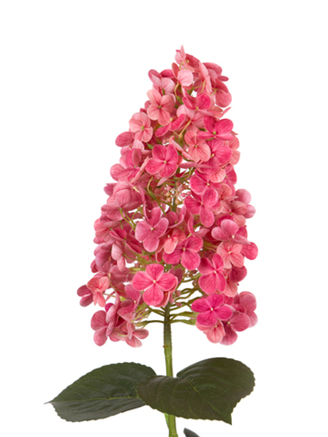 Гортензия метельчатая на стебле - Темно-розовый