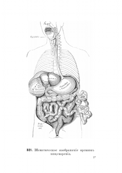 Описательная и топографическая анатомия человека | Хайцман Карл