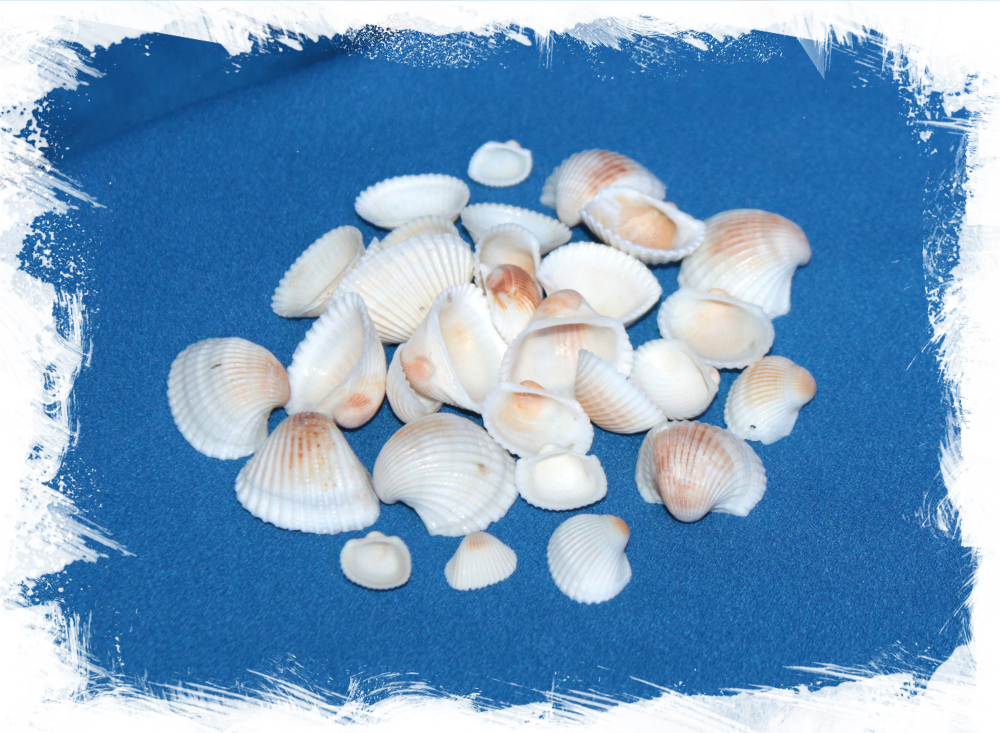 Ракушка Аномалодискус Скюаносус