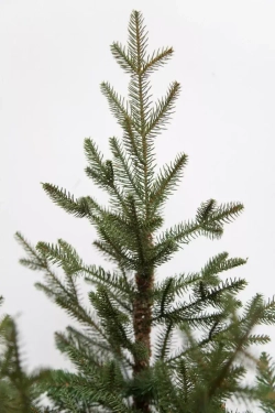 Ель Французская 260 см., литая хвоя+пвх, Black Box (74380)