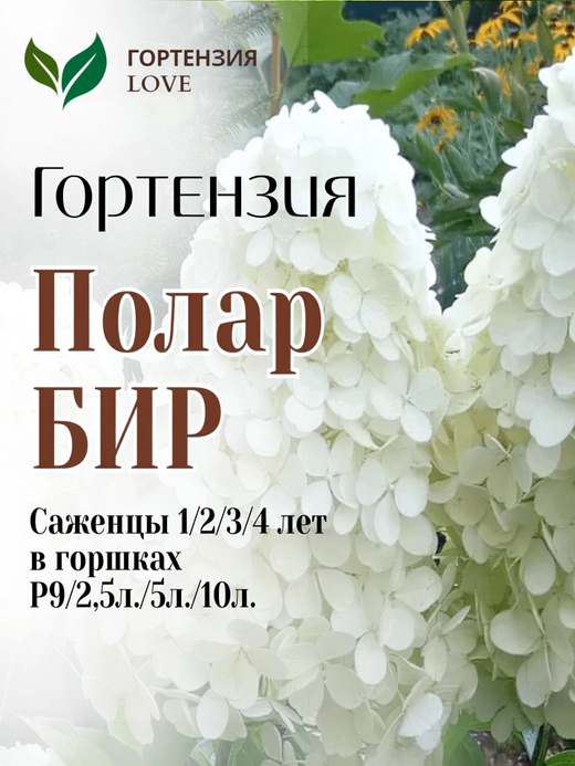 Гортензия метельчатая "Полар Бир" 7,5л