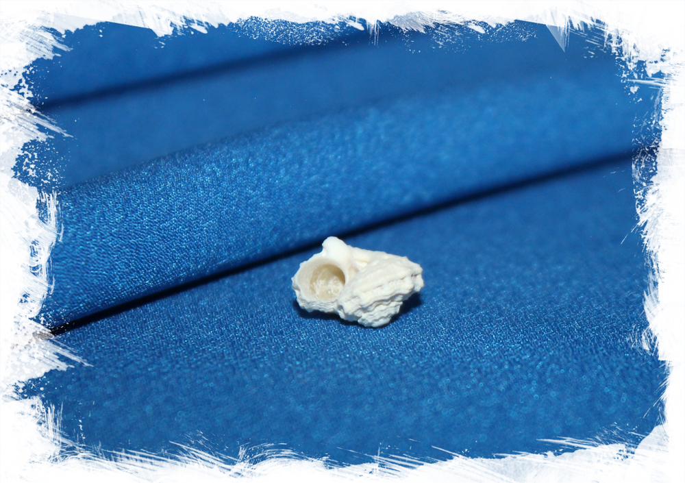 Лиотина депресса (Liotina depressa)