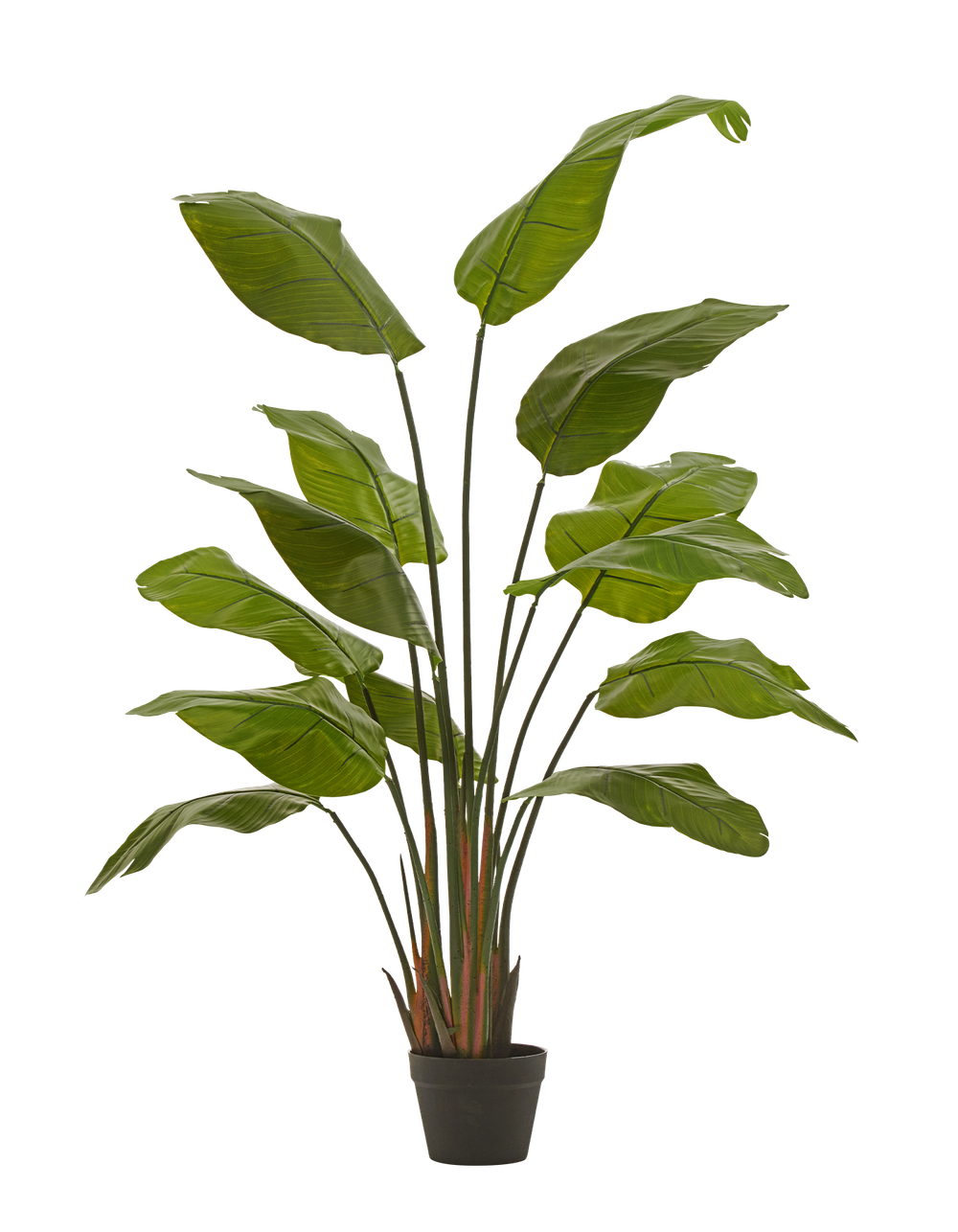 Стрелиция Traveller зелёная в-150 см (13 листов) (Sensitive Botanic) 1/1 10.011352N