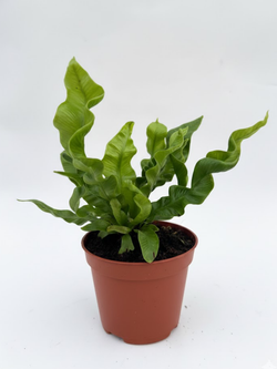 Папоротник Golden Zebra д.11