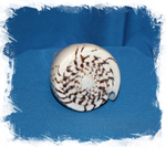 Леопардовый Конус 9-13см, 1шт