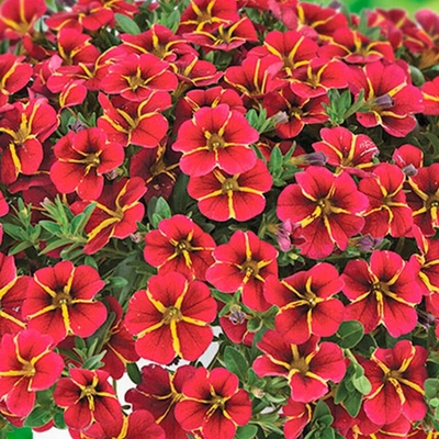 К24 Калибрахоа Colibri exotic red bling